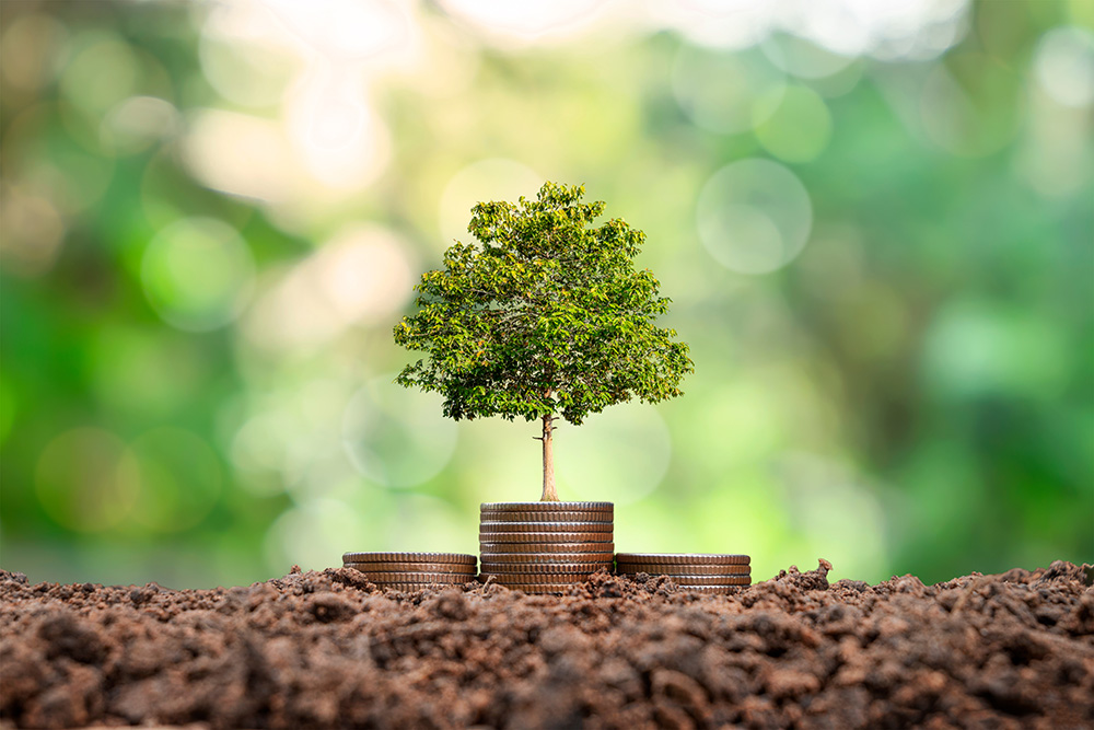 Tree growing on coins