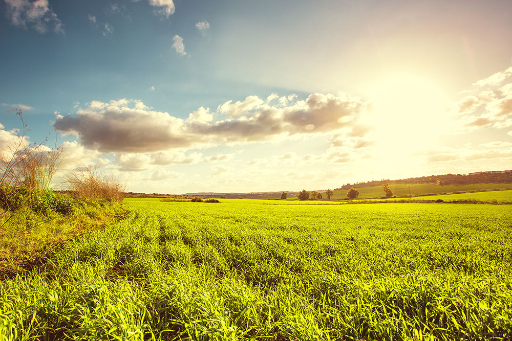 Field of land at sunset